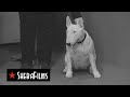 Long Walk Home The Incredible Journey Of Sheila Burnford Trailer ShebaFilms