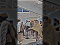 Mullah Yaqoob Status Attitude Shorts Viralvideo Viral Viralshorts