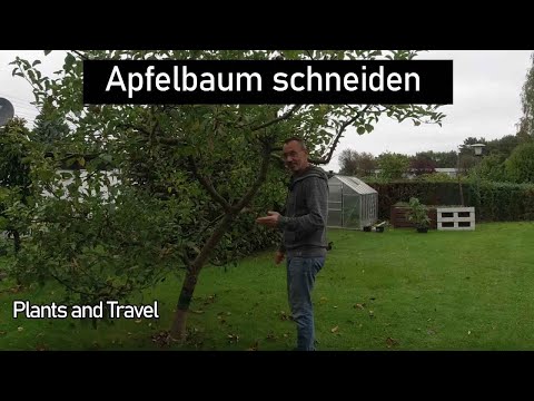 Apfelbaum schneiden, Fehler vermeiden, habe ich meinen Apfelbaum zerstört ?