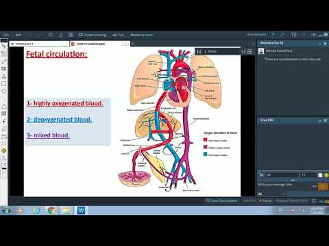 Fetal Circulation - Dr. Ahmed Farid