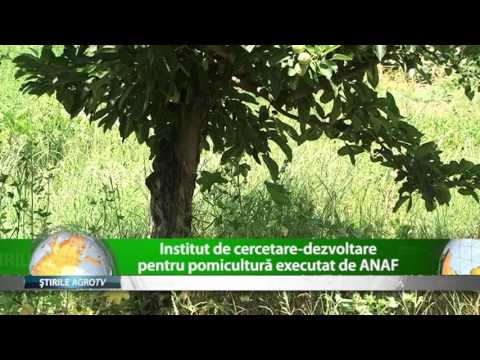 ANAF executa tot ce prinde in cale