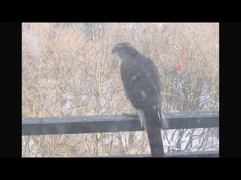 Lyubov Terskaya --- Adele -- for flute, guitar and cello