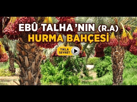 Ebû Talha el-Ensârî