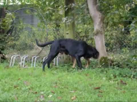 Unái (Ca de Bestiar) & Hikka (Lapinporokoira),  10.2009