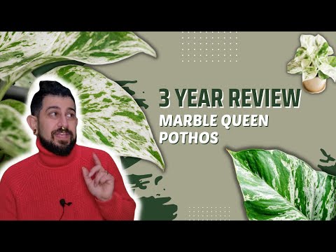 Marble Queen Pothos Review | 3 Years Later | Is the Marble Queen Epipremnum worth the hype?