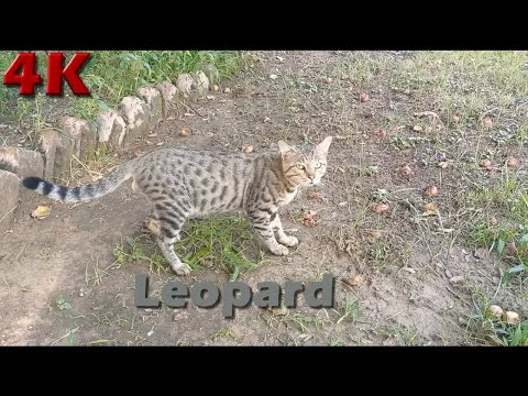 4K Video - Cute, Funny and Wild Cats Meal Video 15 Aug 2021 - Street Cats - English Subtitles