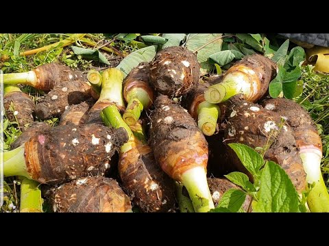 Growing taro root plants in my garden / planting taro organically in my garden