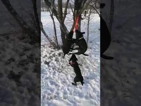 Игрушка для собак и щенков Перетяжка - фото 2 - id-p3000623645