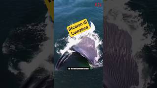 Download lagu Lamalera-Desa Para Pemburu Paus Dari Indonesia- mp3