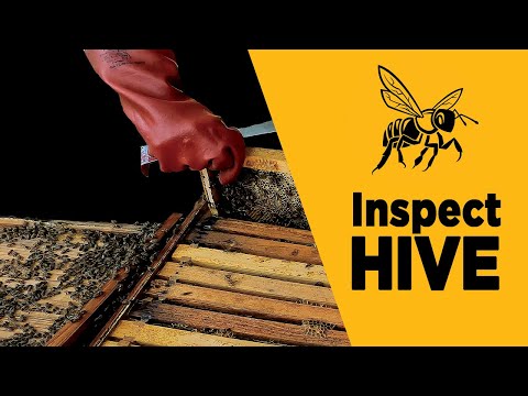 How To Inspect a Bee Hive (Example)