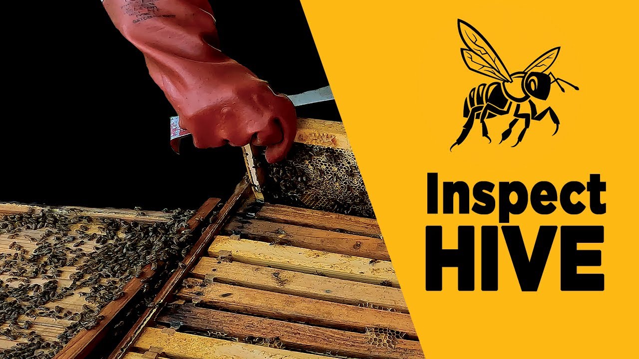 How To Inspect a Bee Hive (Example)