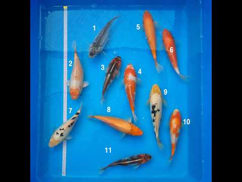 Video pregled koi ribe