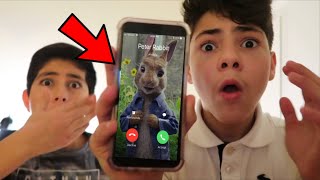 CALLING PETER RABBIT GONE WRONG!! *HE ACTUALLY ANSWERED OMG*