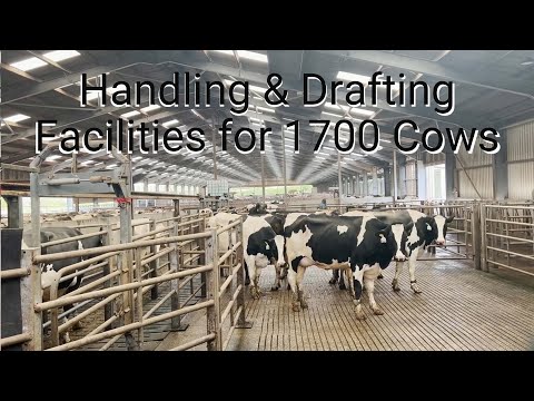 Handling & Drafting Facilities For 1700 Cows | Scotland