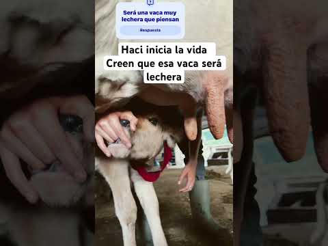 Ganado aquí en agua caliente Chalatenango un tesoro verdadero
