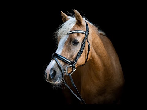 FOR SALE: Miss Ginger 4 (Sunny) *2006 Mare by Le Matsjo