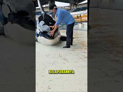 Dikasih 4 Ikan Ditolak, Tapi Saat Dikasih Sekotak Penuh… Paus Ini Langsung Mau! 😱🐋. #shorts