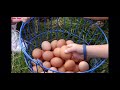 Yt5s Io Sesame Street Stone Barns Center