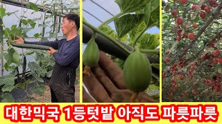 대한민국 1등텃밭 아직도 파릇파릇~오이,토마토,참외,애호박,고추가 한창입니다