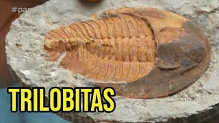 FÓSSEIS: TRILOBITAS