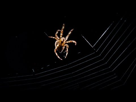 image-What structure is a spider web?