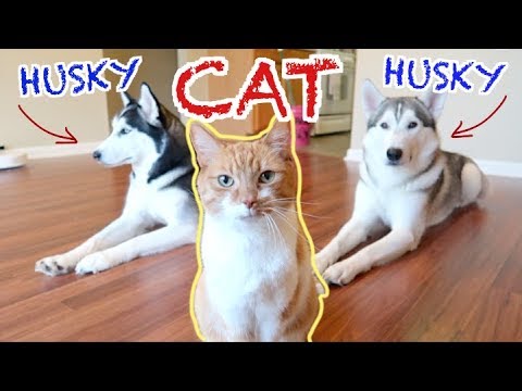 Can Siberian Huskies And Cats Live Together?