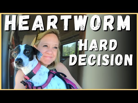 🐶💉 What are Your Options with Heartworm Treatment for Dogs? | Newstates in the States