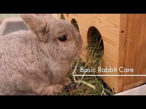 , title : 'Basic Pet Care: Rabbits'