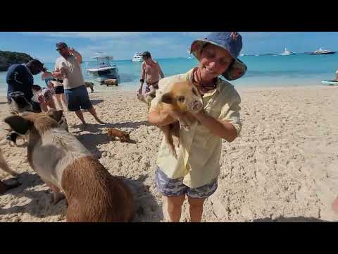 These Pigs are CRAZY Yall!!!