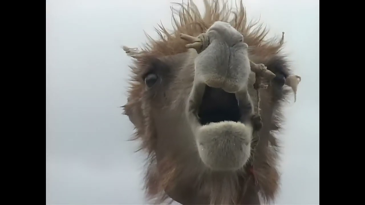 050c BORN to MOVE / X-treams, X-dreams - K/Hsub (Enhanced 4K)