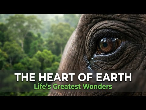 Biodiversity & Wild Ecosystems | The Living Heart of Our Planet