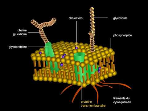 Membrane plasmique
