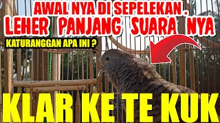 Download lagu CONTOH SUARA PERKUTUT LOKAL ASLI MANGGUNG IRAMA KLAR KE TE KUK mp3 Download lagu CONTOH SUARA PERKUTUT LOKAL ASLI MANGGUNG IRAMA KLAR KE TE KUK mp3