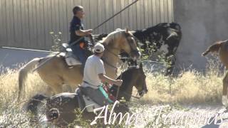 preview picture of video 'encierro por el campo Brihuega 2012 la subida.1/3'