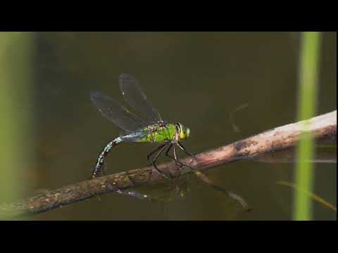 Wild Explorers  -  The Dragonfly - Music by Lucas Fox