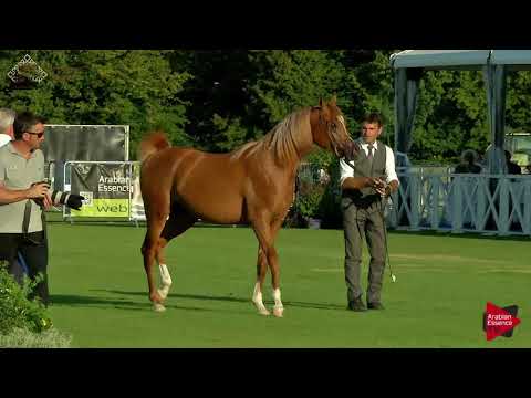 N.56 AJ RADMAN - Chantilly 2018 AHO World Cup - 2 Years Old Colts (Class 7)