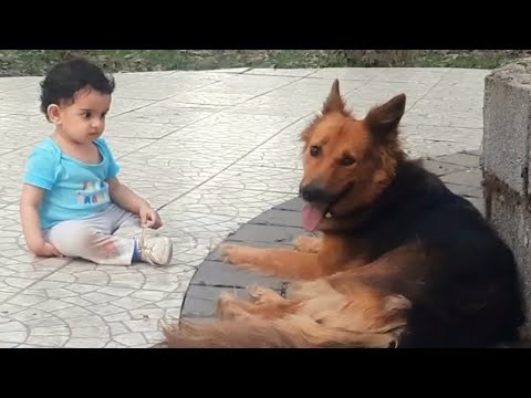 بچه‌های دُمدار و بیدُم دهکده سزار 😍 Dogs and baby in the SezarSanctuary