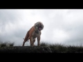 Disney S The Jungle Book Legend