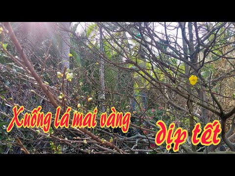 Vườn Mai Vàng Miền Tây Đã Xuống Lá Chuẩn Bị Nở Hoa Vào Dịp Tết || Nguyễn Ak Official