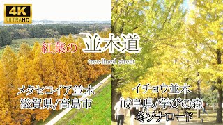 【紅葉の並木道】冬ソナロードのイチョウ並木／2.4ｋｍのメタセコイアの紅葉