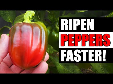 Ripen Your Peppers Faster - Garden Quickie Episode 98