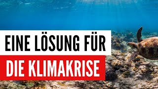 Warum „blauer“ Kohlenstoff so wichtig für den Klimaschutz ist