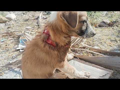 Terrified After Being Hit by a Vehicle