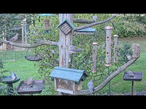 Mourning Dove tree#backyardbirds #livestream #birdfeeder #dove
