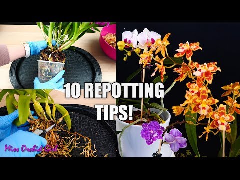 10 Tips for Repotting Orchids You Should Know! | Orchid Tips for Beginners