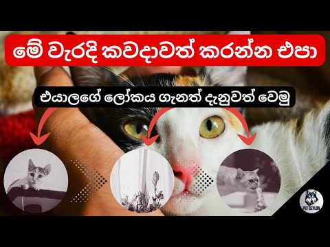 ඔයා කරන මේ වැරදි අදම නතර කරන්න | STOP Doing These Cat Owner Mistakes Sinhala #cathealth #sinhala