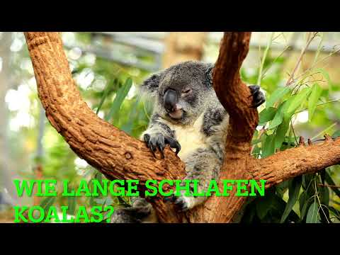 12 Spannende Fakten über Koalas! Wie lange schläft er? Wie oft bekommen sie Babies?