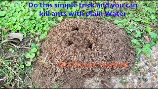 Easy way to kill ants with plain water, basically for free, No pesticides, 100% organic.
