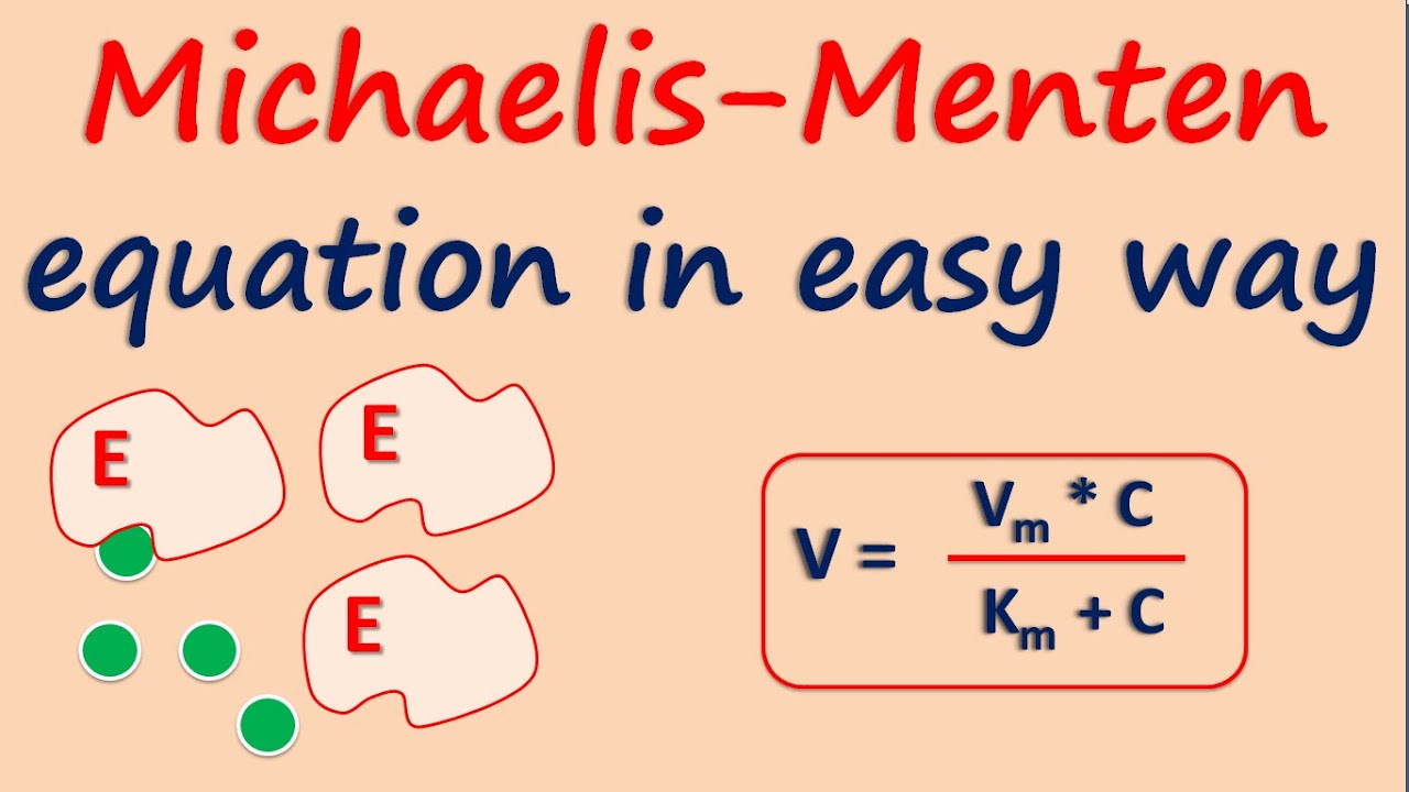 Michaelis-Menten equation in easy way