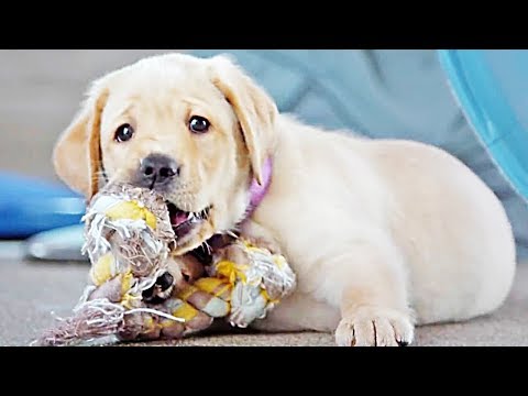 Pick of the Litter | official trailer (2018)